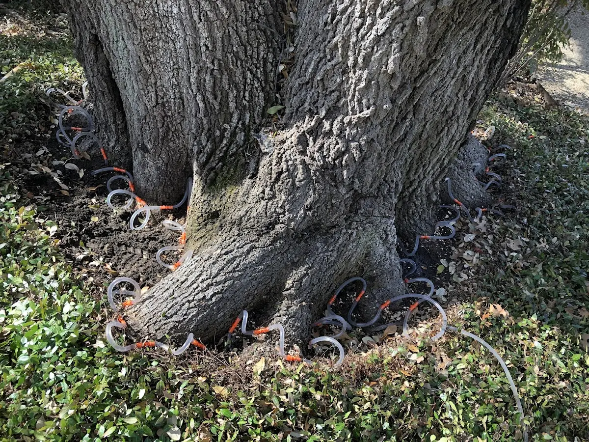 Detailed Tree Cabling and Bracing job site in East Stroudsburg